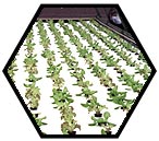 Grow hydroponic lettuce with the plans for the lettuce raft system